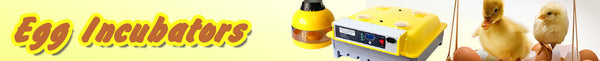 Eggs Incubator