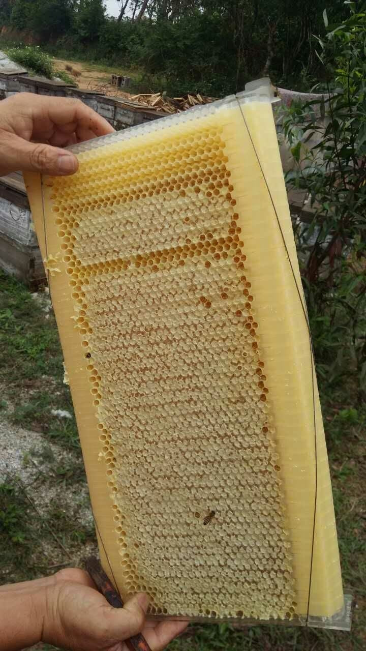 Wooden Auto Flow Beekeeping Beehive House Bee Comb Hive and 7 PCs Frames